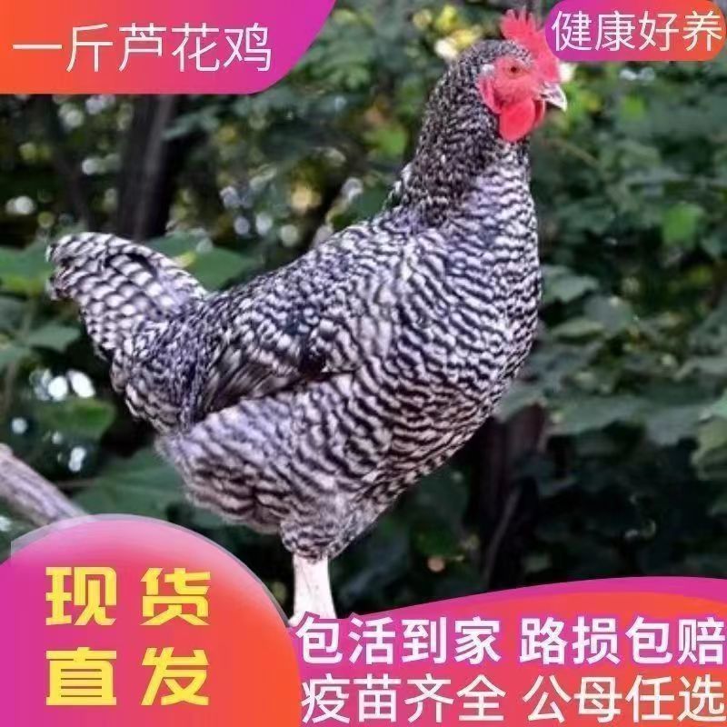 精品芦花鸡苗大种黑芦花鸡苗，欢迎实地考察