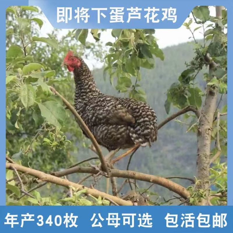 精品芦花鸡苗大种黑芦花鸡苗，欢迎实地考察