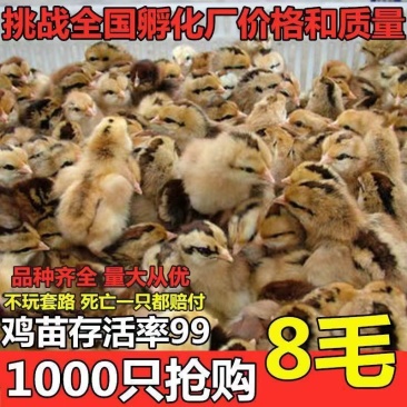 红瑶土鸡苗，黑瑶土鸡苗，可实地考察，支持货到
