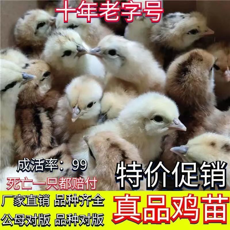 【380红玉鸡苗】包运输包防疫厂家直销，支持远程技术服务
