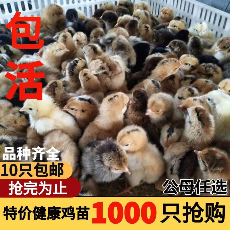 【380红玉鸡苗】包运输包防疫厂家直销，支持远程技术服务