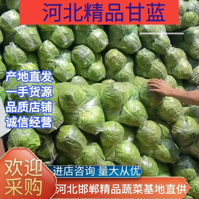 【精品】甘蓝质量保证货真价实诚信经营现货