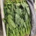 【精品】山东曹县菠菜价格可议量大从优欢迎来电