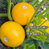 金珠西葫芦种子圆形黄皮短蔓矮生盆栽可生吃基地选品种