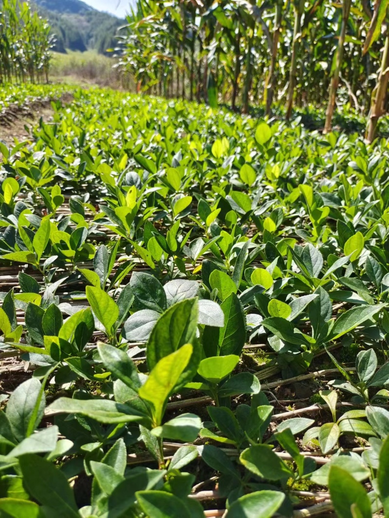 阔叶白鲜皮二年苗，基地货源质量保证量大，从优电联