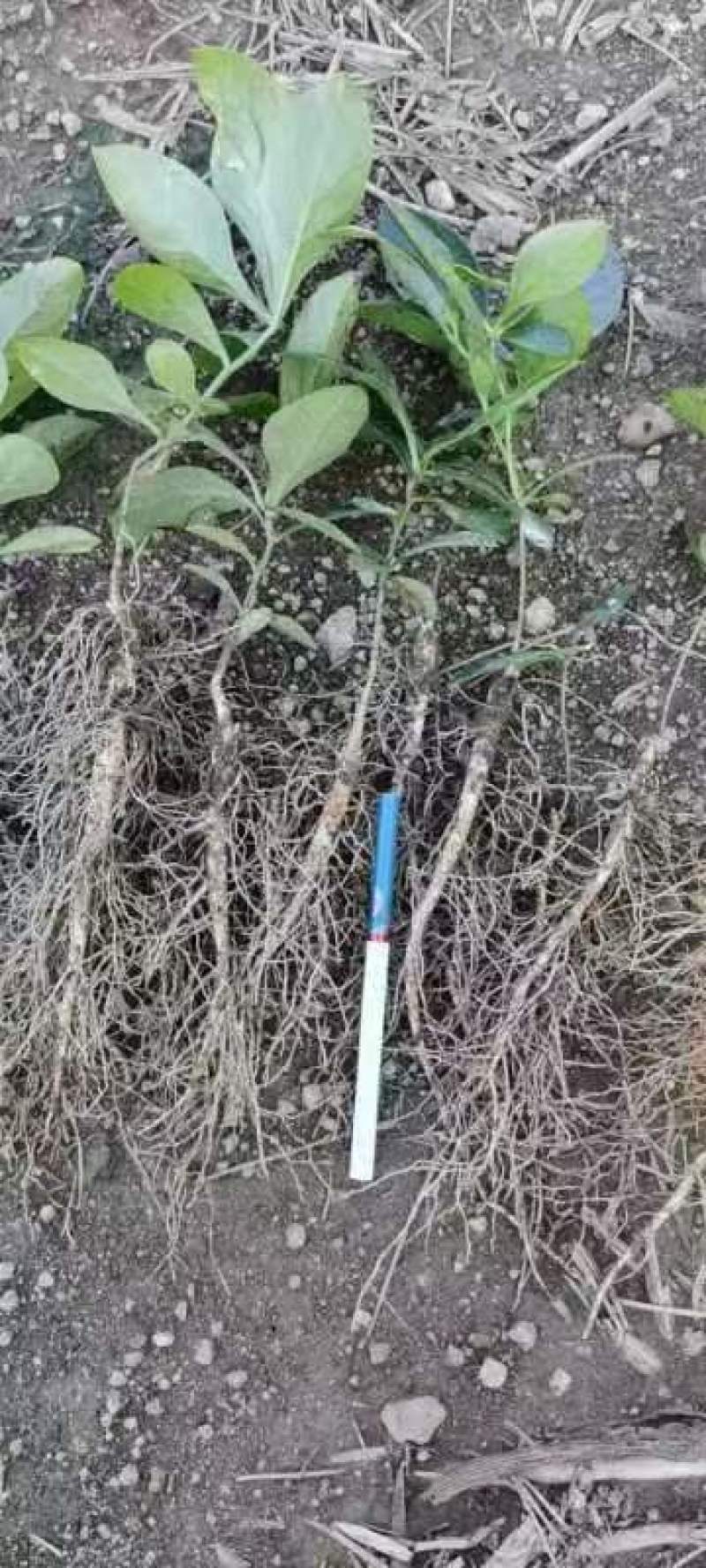 阔叶白鲜皮二年苗，基地货源质量保证量大，从优电联