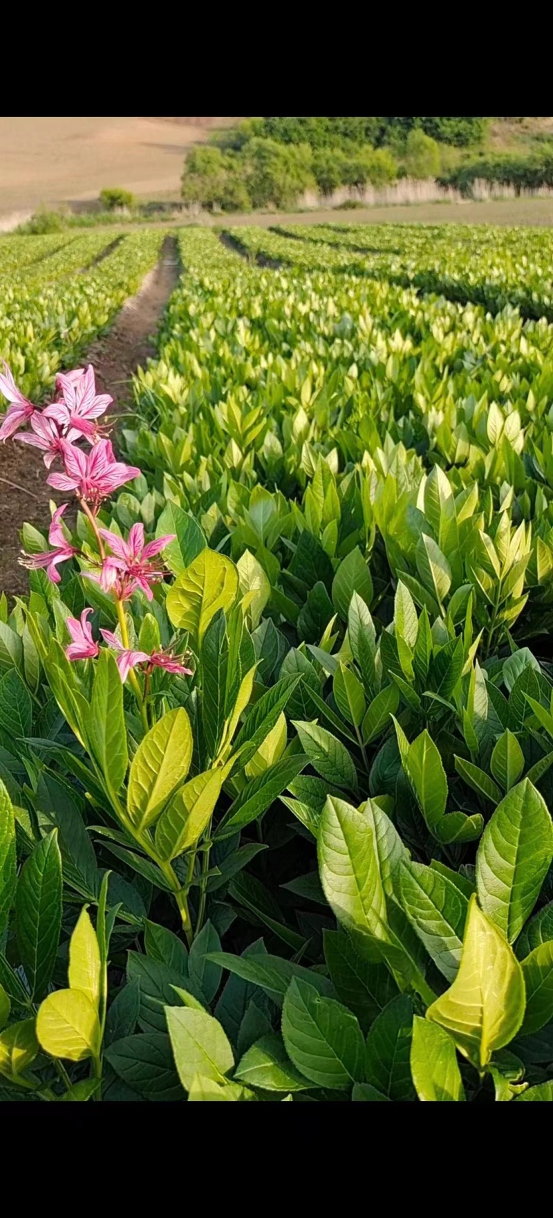 阔叶白鲜皮二年苗，基地货源质量保证量大，从优电联