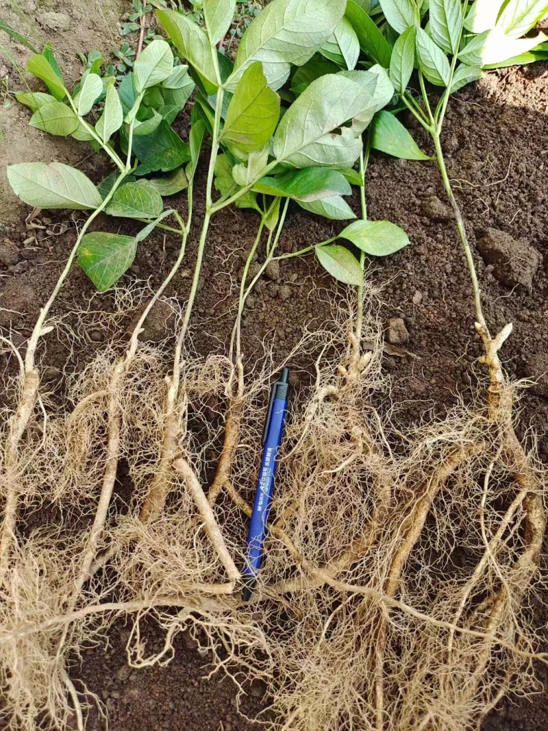 阔叶白鲜皮二年苗，基地货源质量保证量大，从优电联