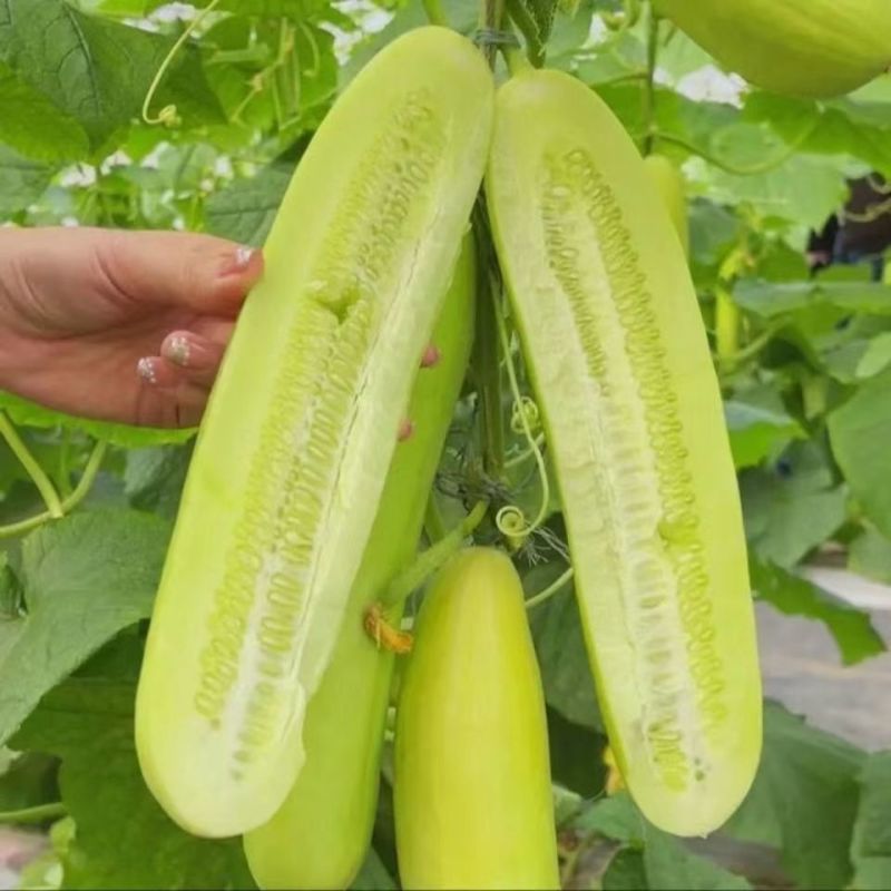 白玉水果黄瓜种子质脆味甜口感清香优质良种