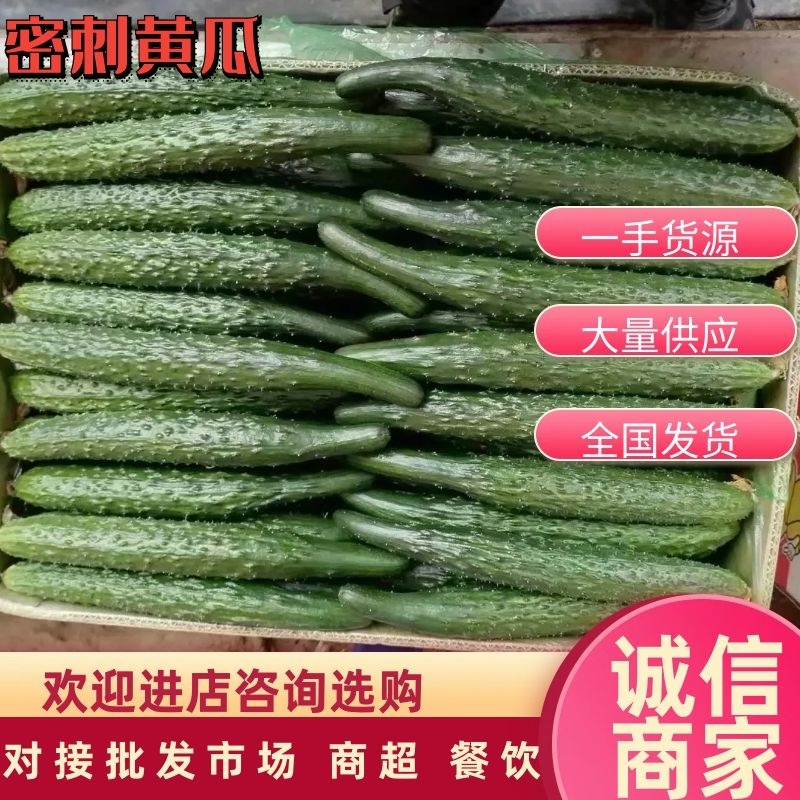 精品密刺黄瓜产地一手货源对接批发市场商超团购