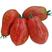 彩纹红洋梨番茄种子个头均匀果实梨型长势强