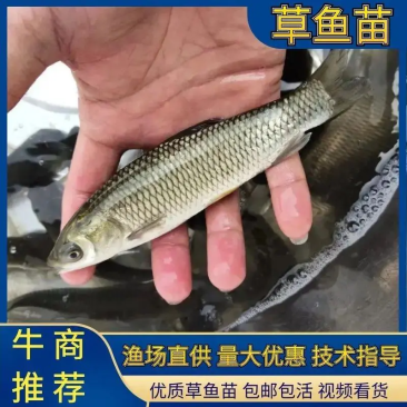 草鱼苗抗病毒草鱼苗各种鱼苗规格齐全包邮死苗补发