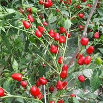 赤炫红珠草莓辣椒种子辣味浓抗病性强适应性广产量高