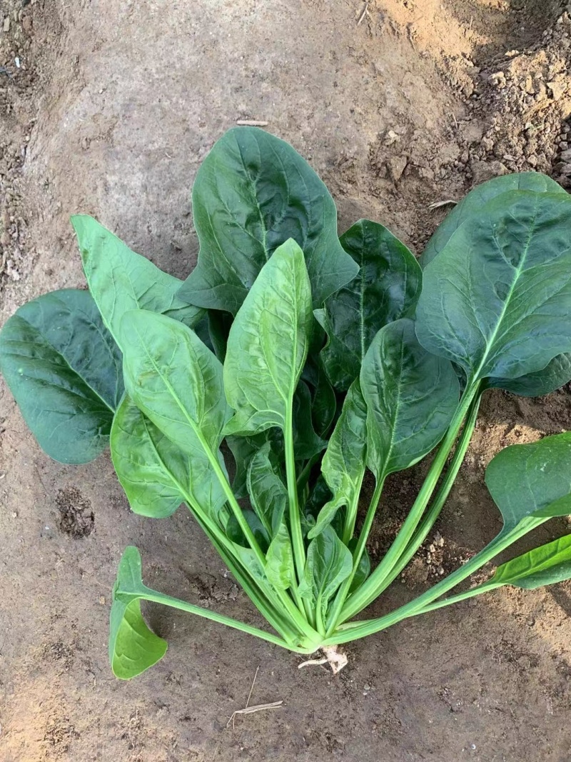 皇家黑秀菠菜种子耐运输有光泽耐抽苔