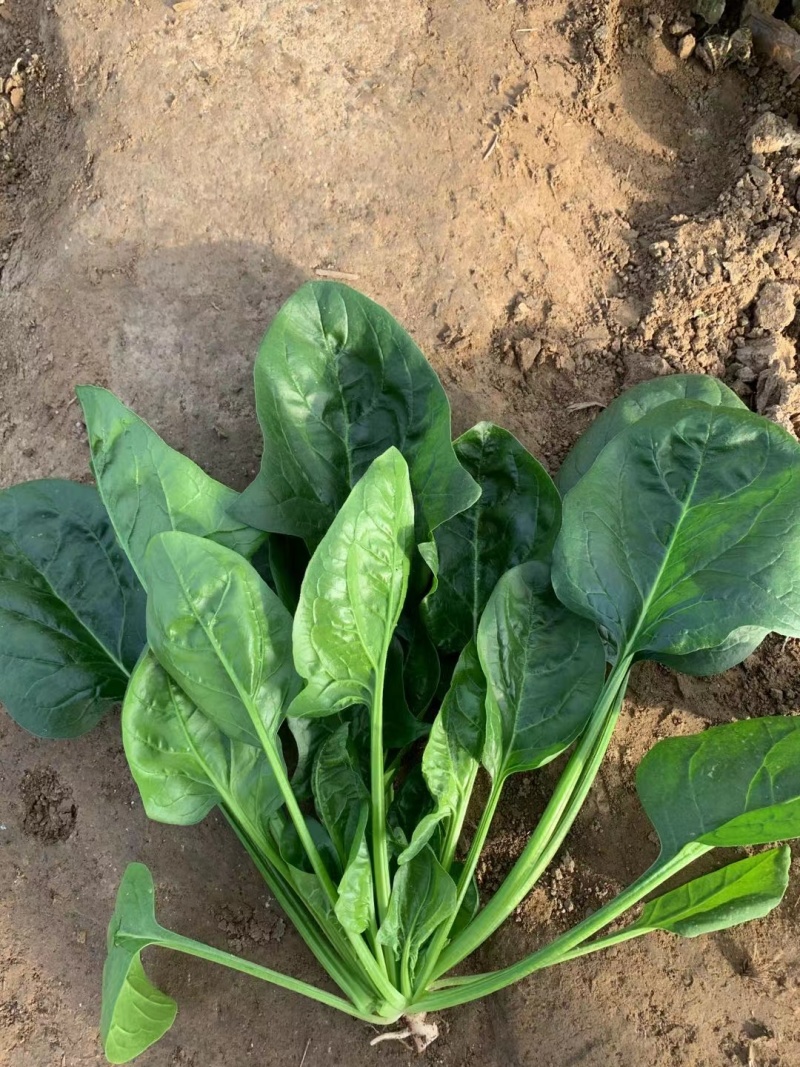 皇家黑秀菠菜种子耐运输有光泽耐抽苔