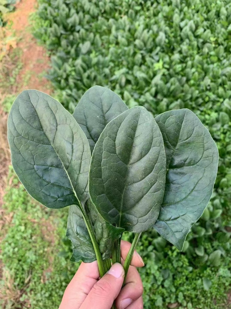 皇家黑秀菠菜种子耐运输有光泽耐抽苔
