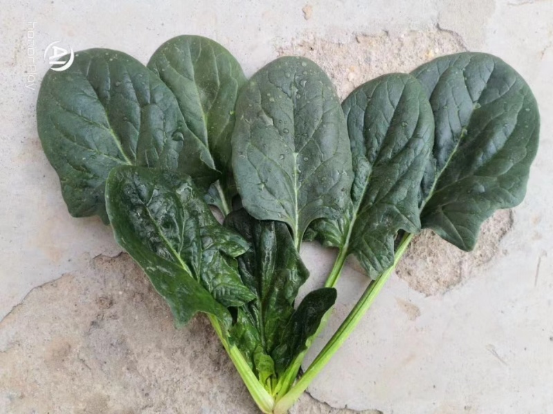 皇家黑秀菠菜种子耐运输有光泽耐抽苔