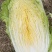 湖北白菜精品黄心大白菜大量有货价格实惠一手货源