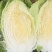 湖北白菜精品黄心大白菜大量有货价格实惠一手货源