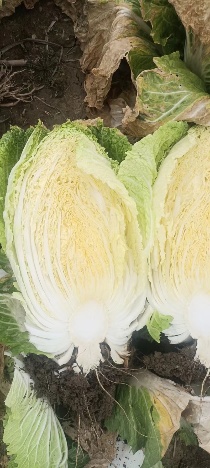 湖北白菜精品黄心大白菜大量有货价格实惠一手货源