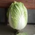 湖北白菜精品黄心大白菜大量有货价格实惠一手货源