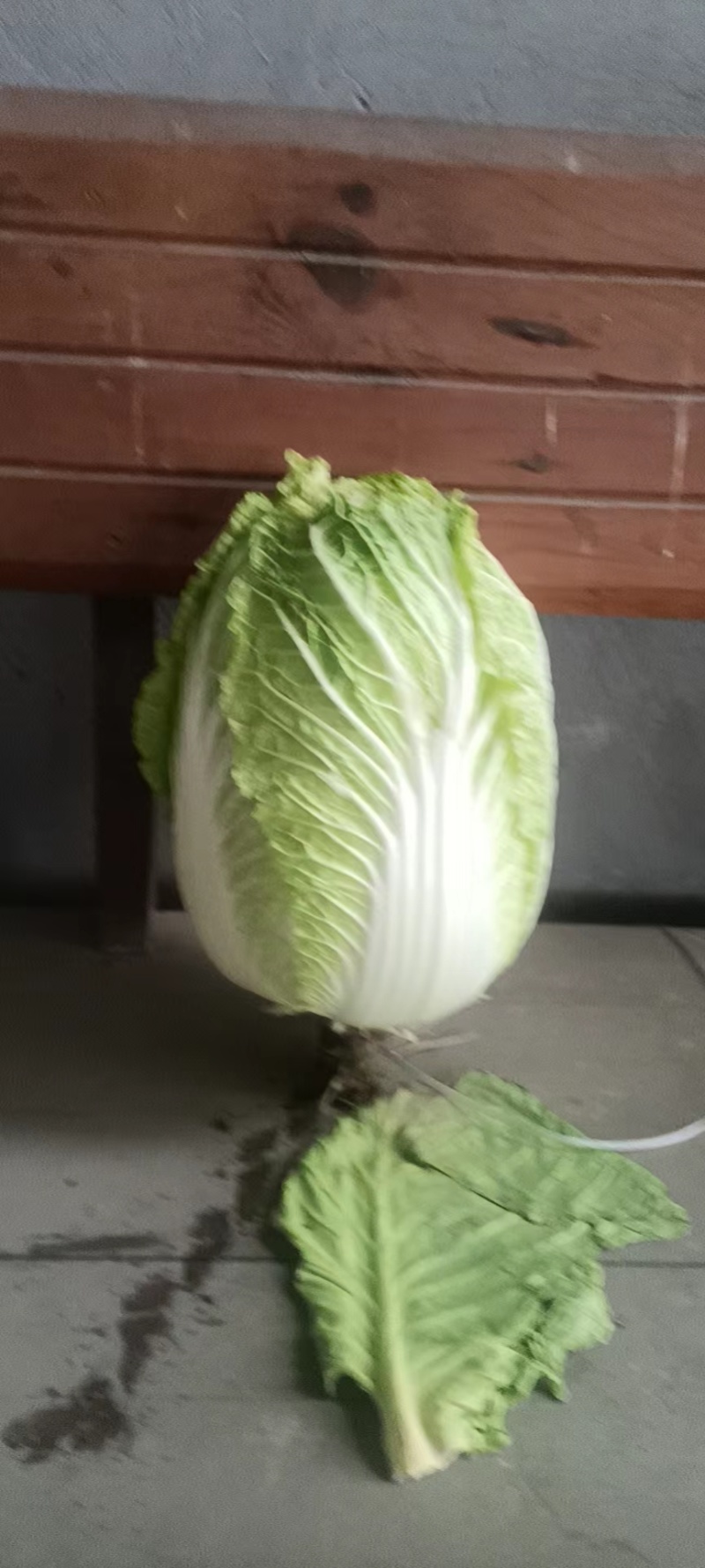 湖北白菜精品黄心大白菜大量有货价格实惠一手货源