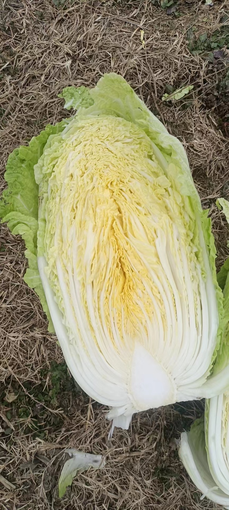 湖北白菜精品黄心大白菜大量有货价格实惠一手货源