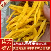 湖南清水黄花菜原材料大量有货诚信经营量大从优