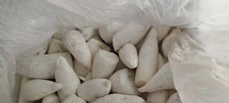 新鲜楠竹笋大量上市品质保证价格优惠欢迎咨询选购