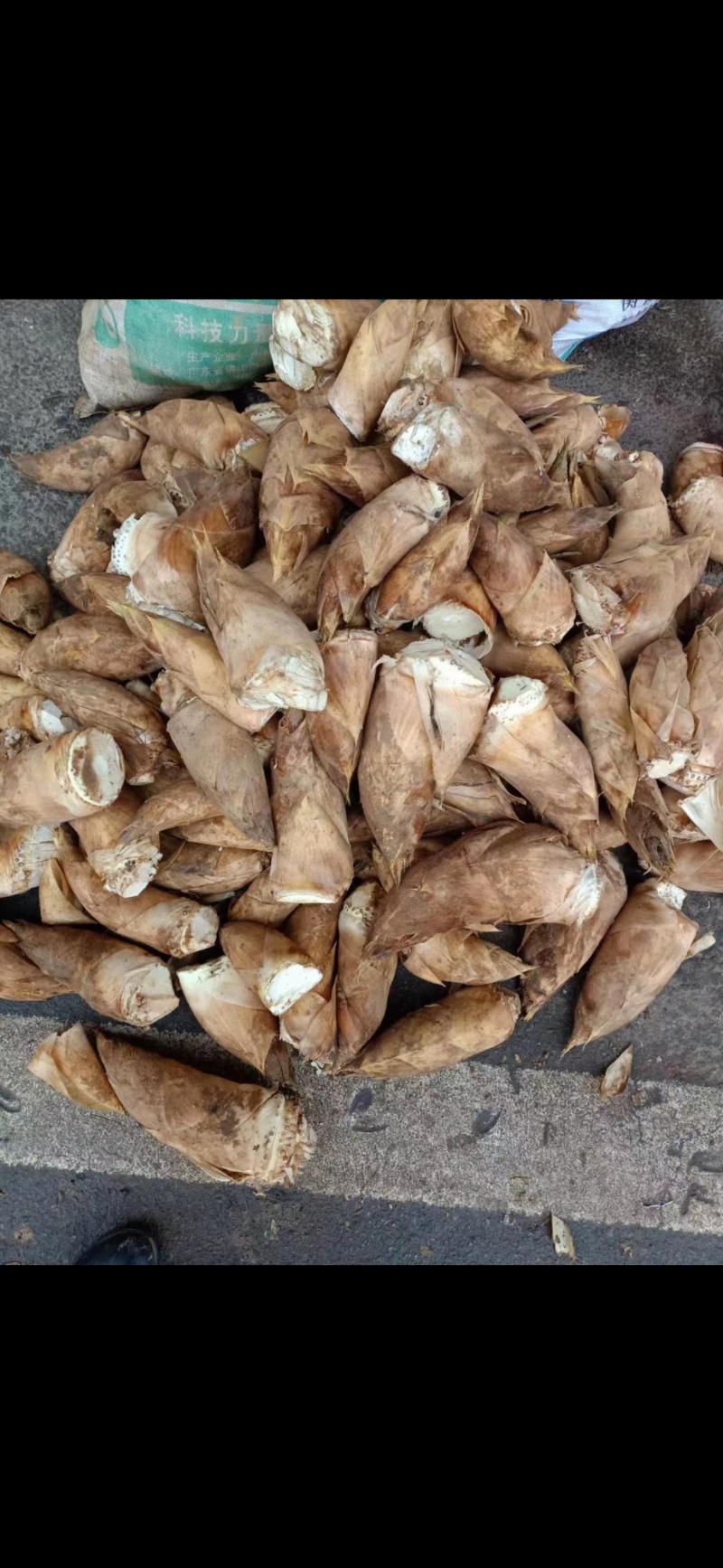 新鲜楠竹笋大量上市品质保证价格优惠欢迎咨询选购
