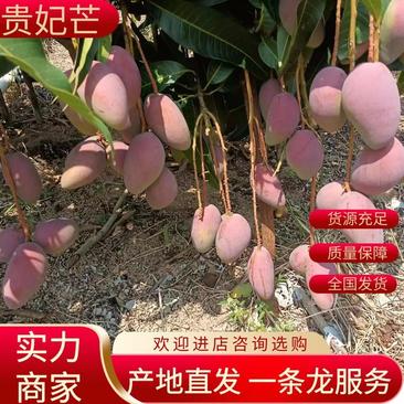 海南乐东县芒果大量上市供应产地直发一手货源批发品质保证