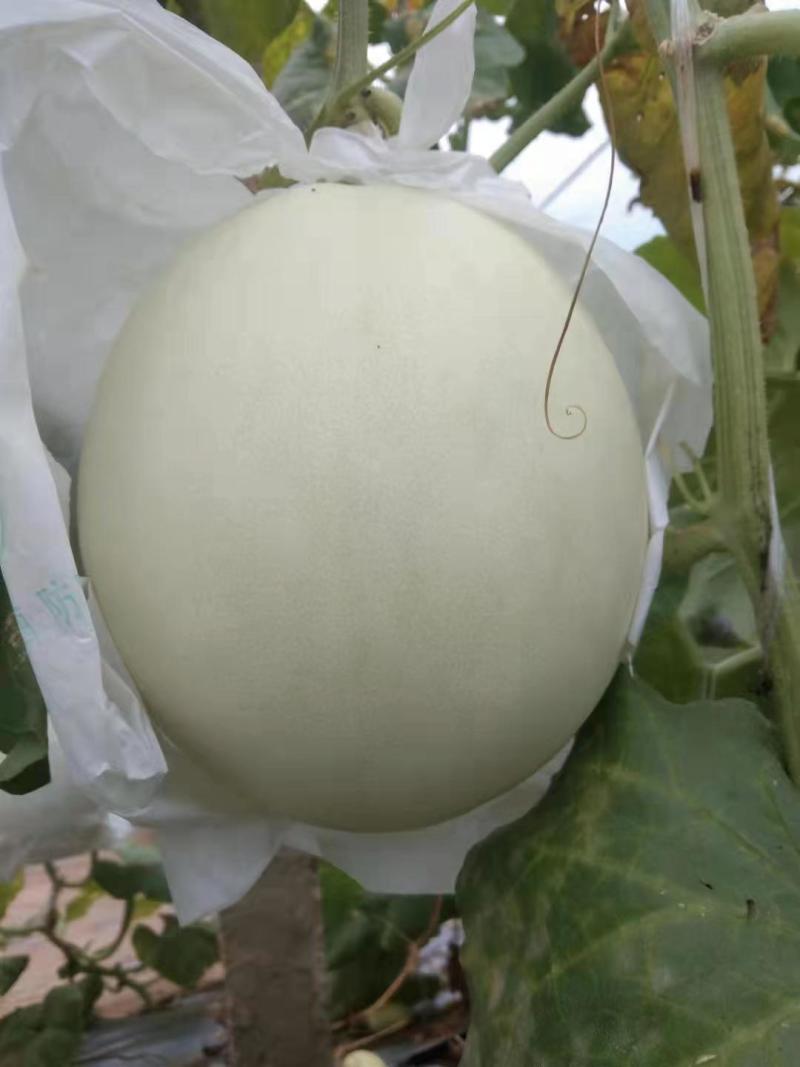 玉菇甜瓜即将上市，产地直发，诚信合作视频看货质量保障