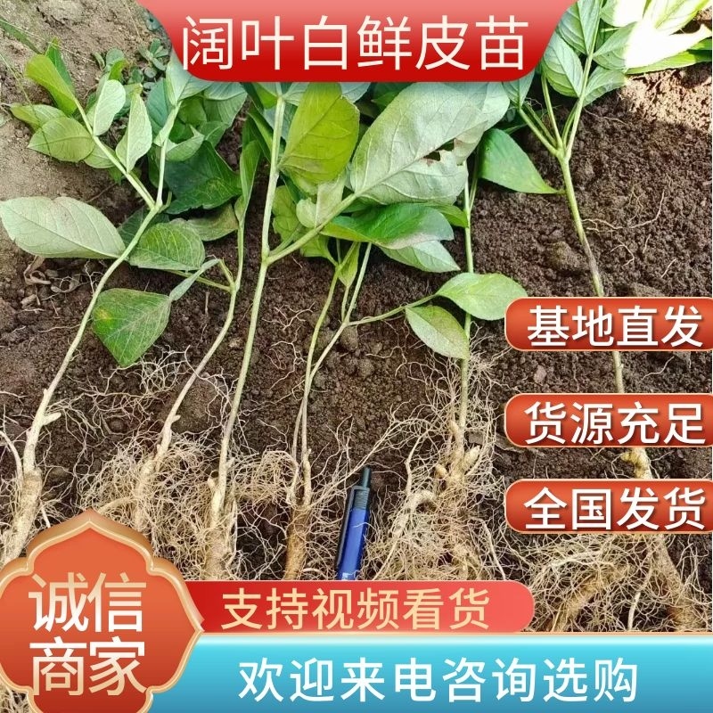 阔叶白鲜皮二年苗，基地货源质量保证量大，从优电联