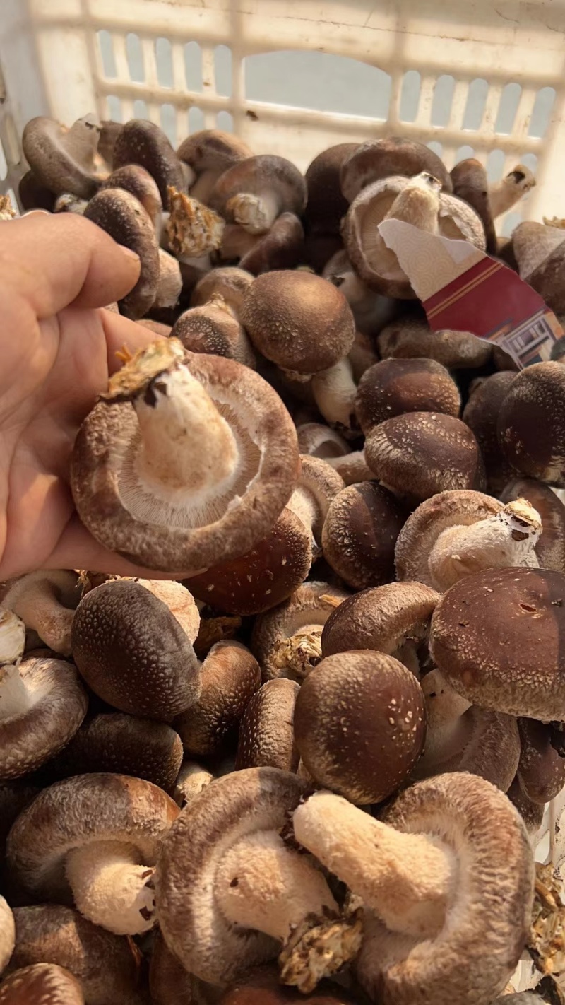 河北香菇/808香菇/平台菇，超市做活动的鲜香菇/物美价廉