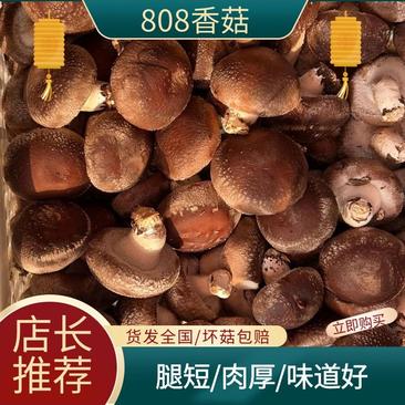 河北香菇/808香菇/平台菇，超市做活动的鲜香菇/物美价廉