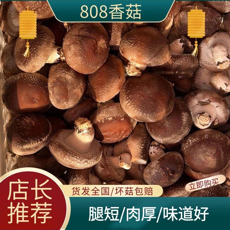 河北香菇/808香菇/平台菇，超市做活动的鲜香菇/物美价廉