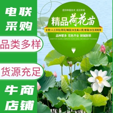 【热销】精品荷花，精品荷花苗，观赏荷花欢迎采购