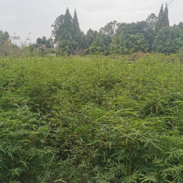 凤尾竹批发出售熊猫竹凤尾竹袋苗地苗，凤尾竹绿化苗