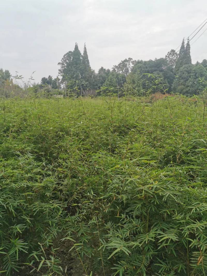 凤尾竹批发出售熊猫竹凤尾竹袋苗地苗，凤尾竹绿化苗