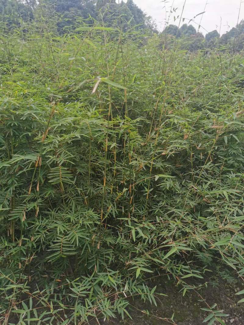 凤尾竹批发出售熊猫竹凤尾竹袋苗地苗，凤尾竹绿化苗