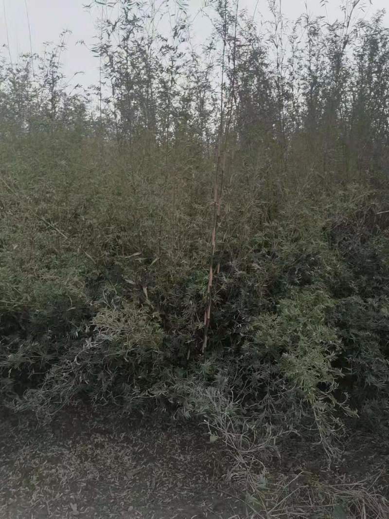 凤尾竹批发出售熊猫竹凤尾竹袋苗地苗，凤尾竹绿化苗