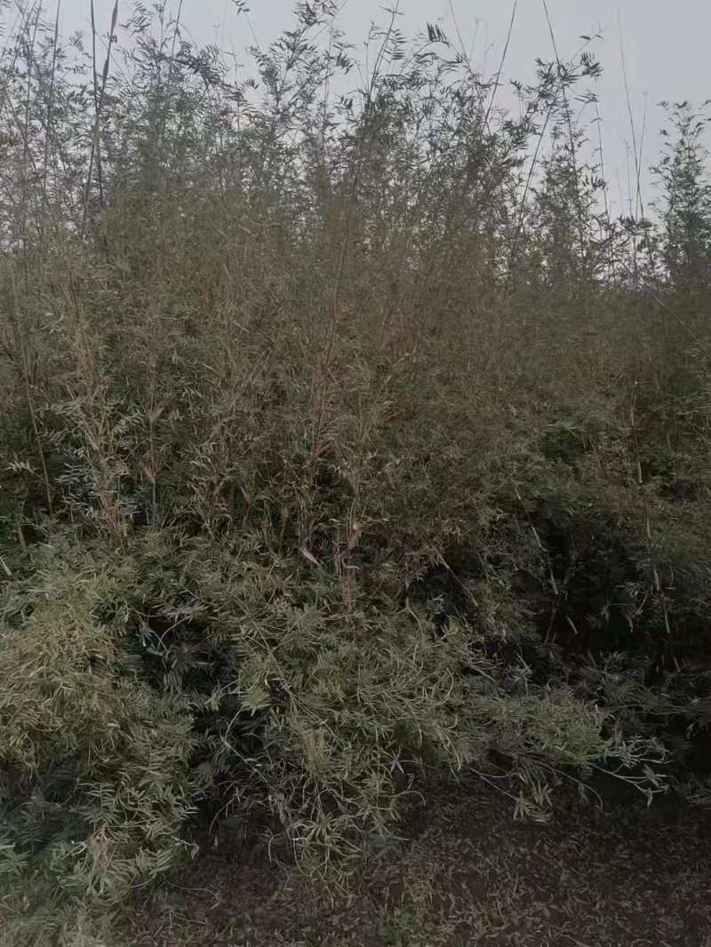 凤尾竹批发出售熊猫竹凤尾竹袋苗地苗，凤尾竹绿化苗