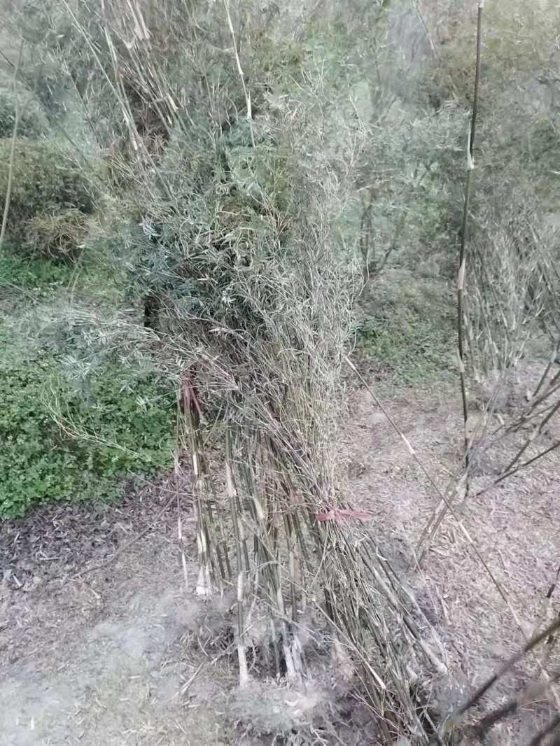 凤尾竹批发出售熊猫竹凤尾竹袋苗地苗，凤尾竹绿化苗