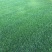混播草坪批发供应基地出售各类草坪哦，台湾二号草坪，百慕大