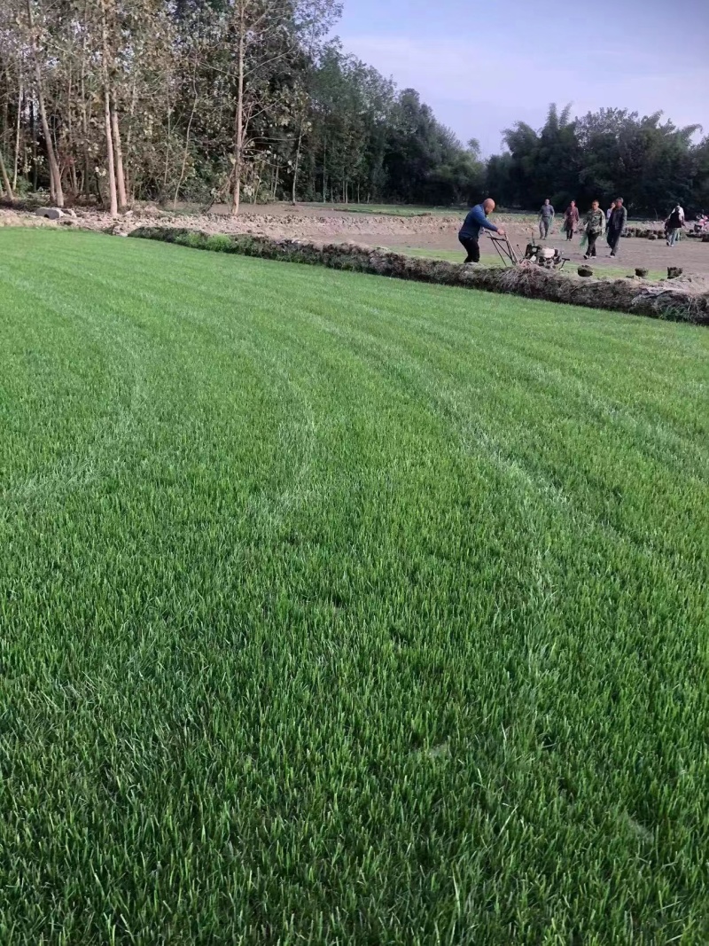 混播草坪批发供应基地出售各类草坪哦，台湾二号草坪，百慕大