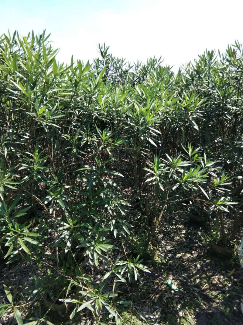 夹竹桃工程苗木批发基地红花夹竹桃地苗袋苗