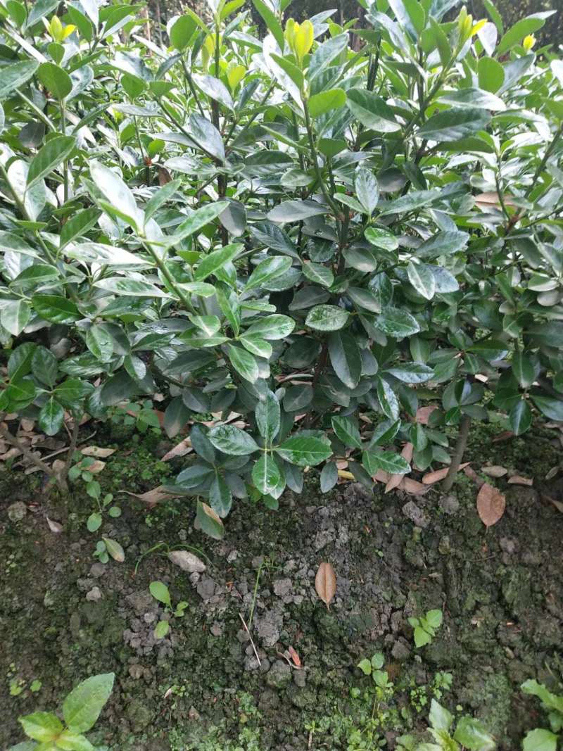 万年青大叶黄杨批发小苗基地万年青杯苗地苗