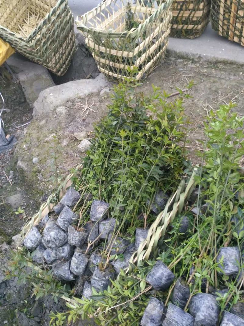 迎春基地批发迎春16杯迎春小杯迎春工程苗