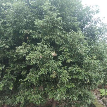 天竺桂工程苗木批发基地天竺桂树苗价格，天竺桂产地
