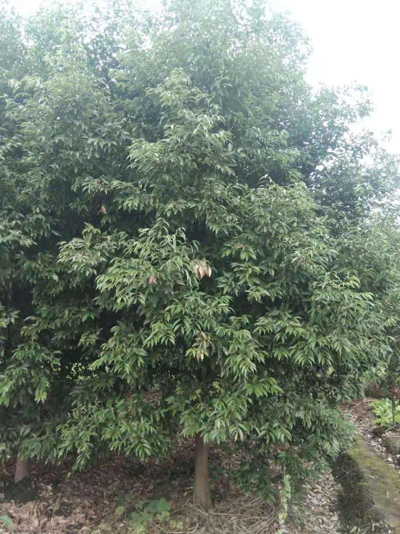 天竺桂工程苗木批发基地天竺桂树苗价格，天竺桂产地